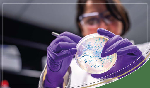 How quickly does e.coli multiply in alkali, neutral and acidic urine?