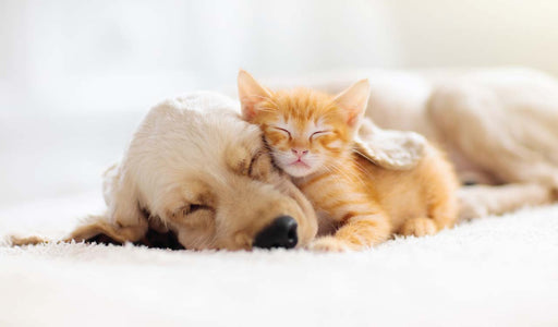 Sweet Cures launches Product for Pets with Urinary Problems.